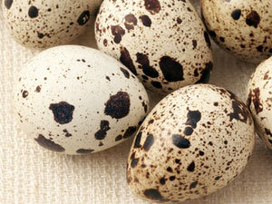 eggs